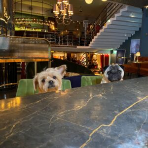 Top Dog - bring along your pooch to the Rival